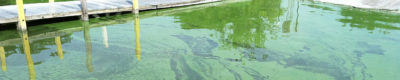 NOAA photograph of blue green algae floating on water next to a dock.