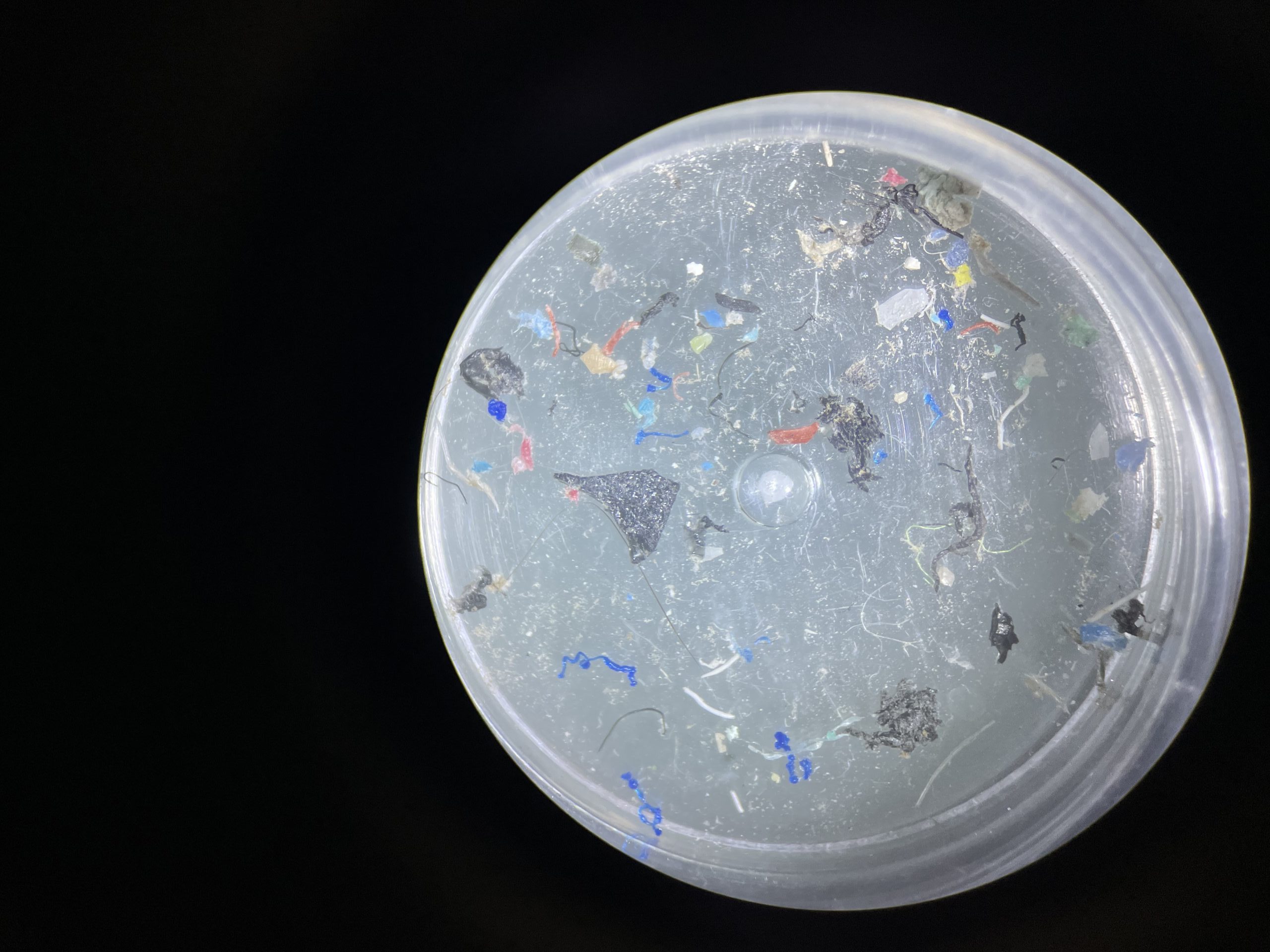 Close-up of debris particles floating in a water sample. Particles are blue, orange, red, white and black.