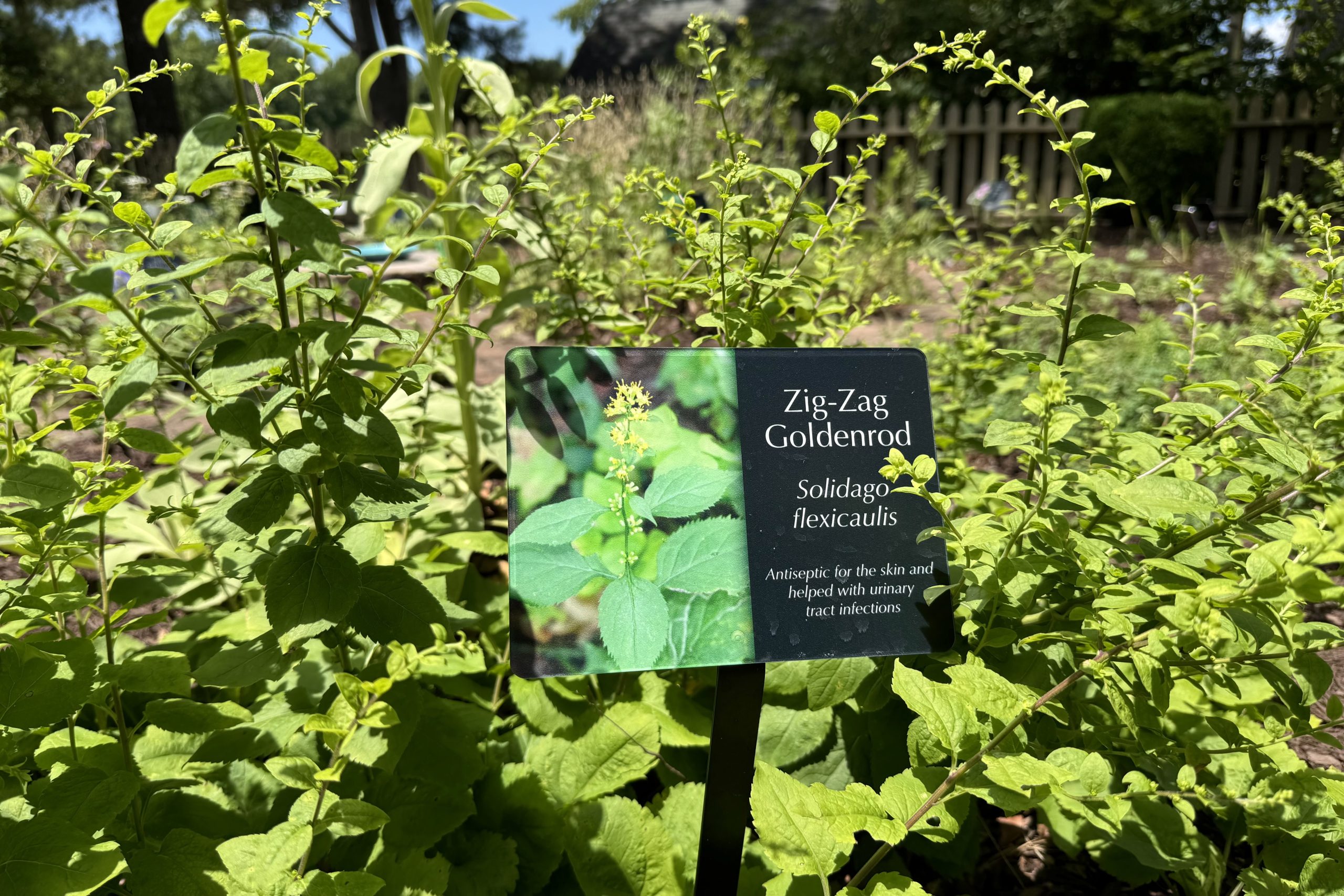 Herb Garden North Carolina Health News
