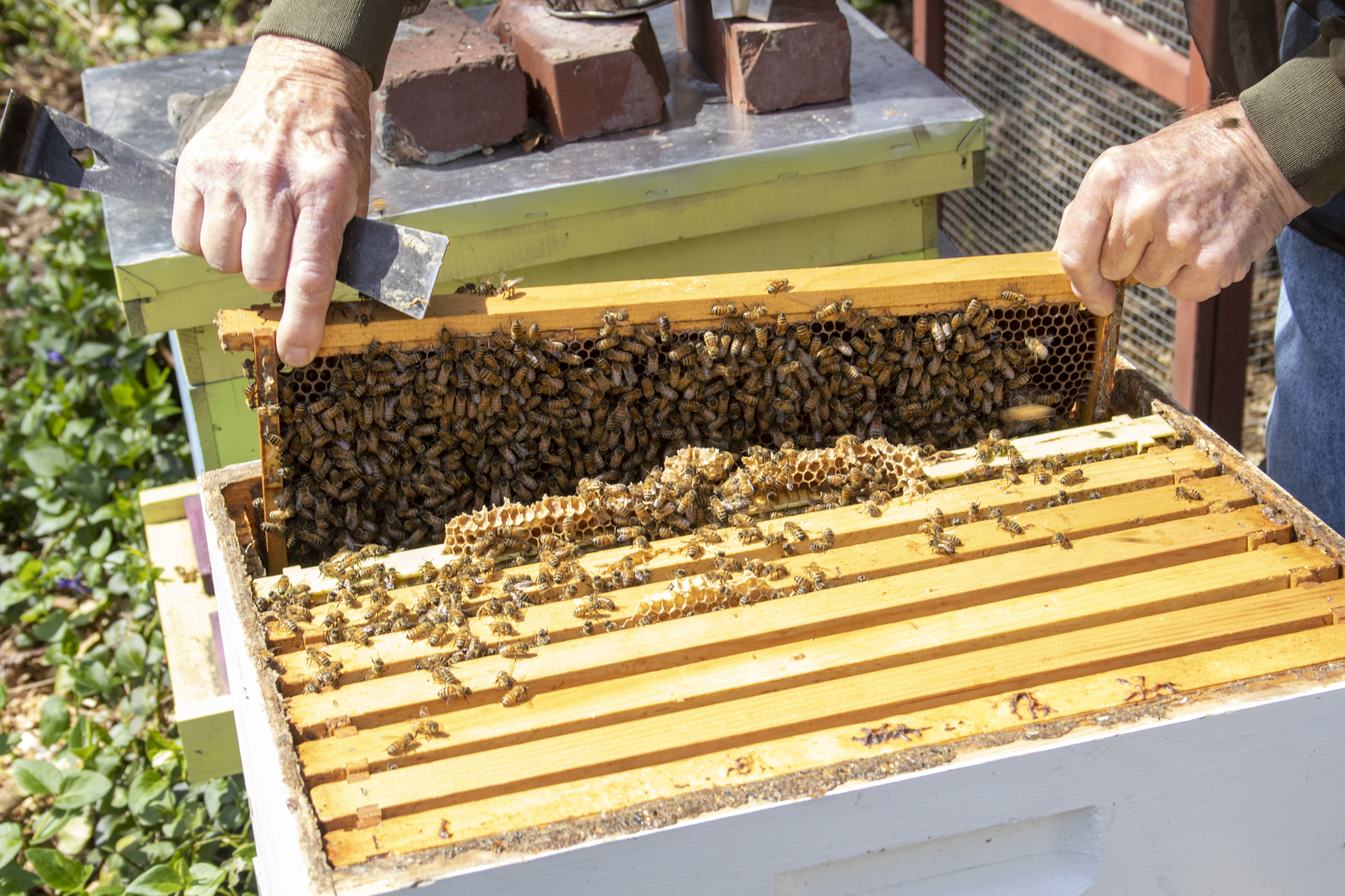 A beekeeper lifts a wooden frame covered with honeybees from an open hive, revealing rows of frames inside the box as bees crawl across the honeycomb.