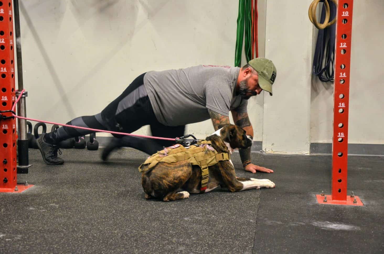 White man in gray workout top and shorts with green ball cap works out on a dark gray gym floor next to a brown and white service dog that alerts him to seizures and helps with PTSD.